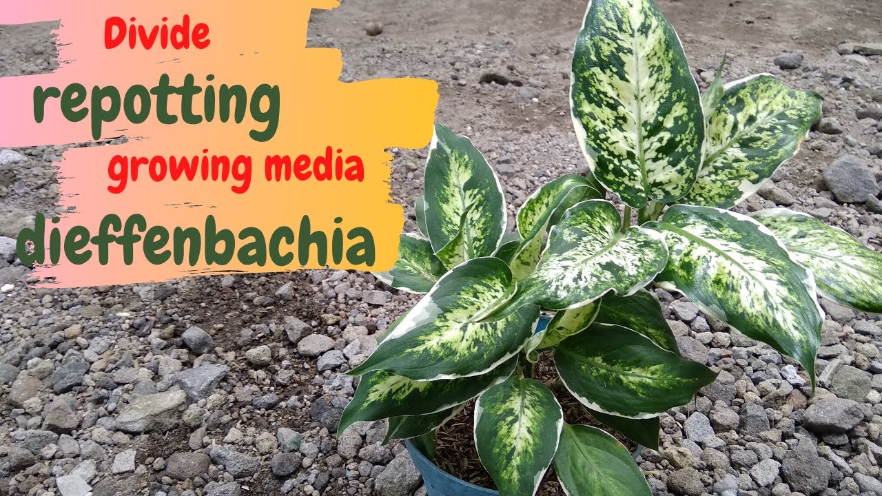 How to Divide & Repotting Dieffenbachia
