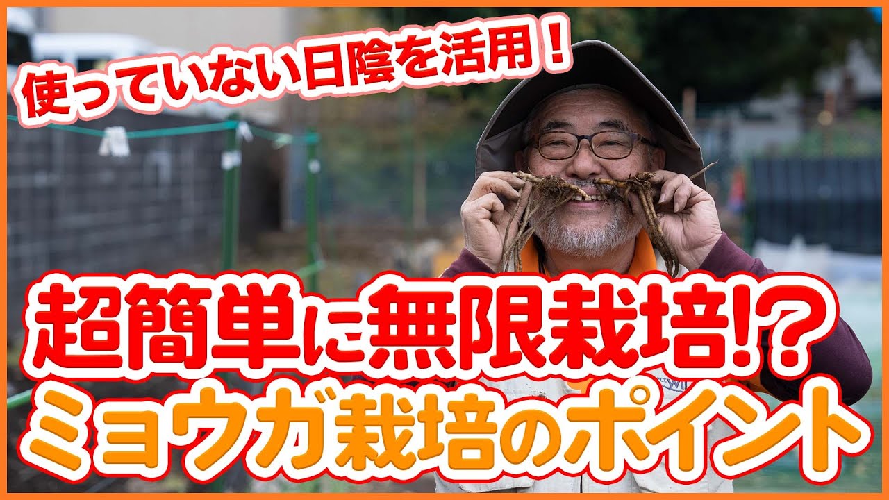 家庭菜園や農園のミョウガ栽培は超簡単に無限栽培！？日陰を利用した12月開始のミョウガの育て方を徹底解説！/Tips for Growing Myoga from a Japanese Farmer.