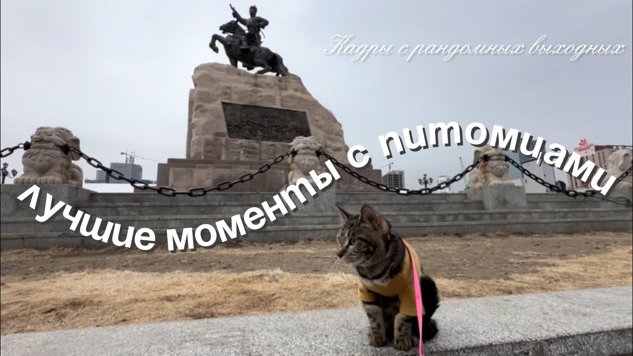 Домашние питомцы в Монголии 🇲🇳 Рандомные кадры разных выходных этого года