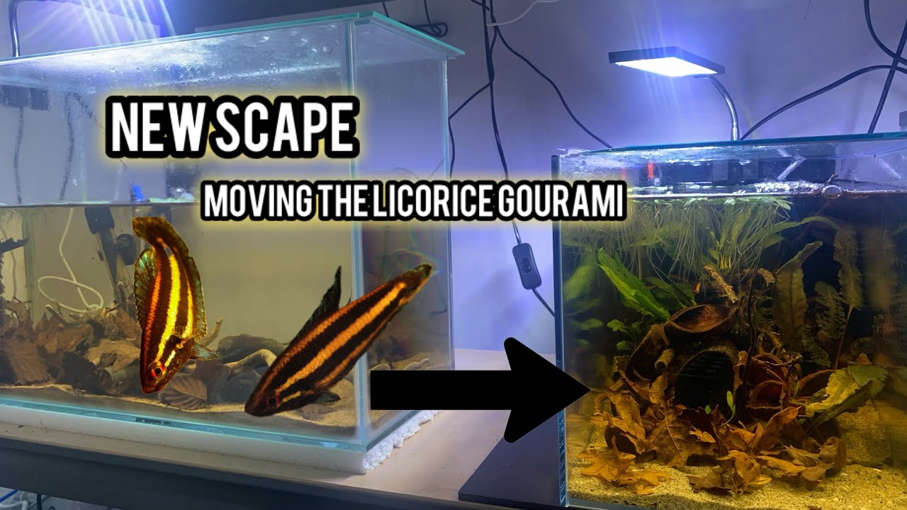 TANK BUILD: low tech botanical scape for breeding licorice gourami