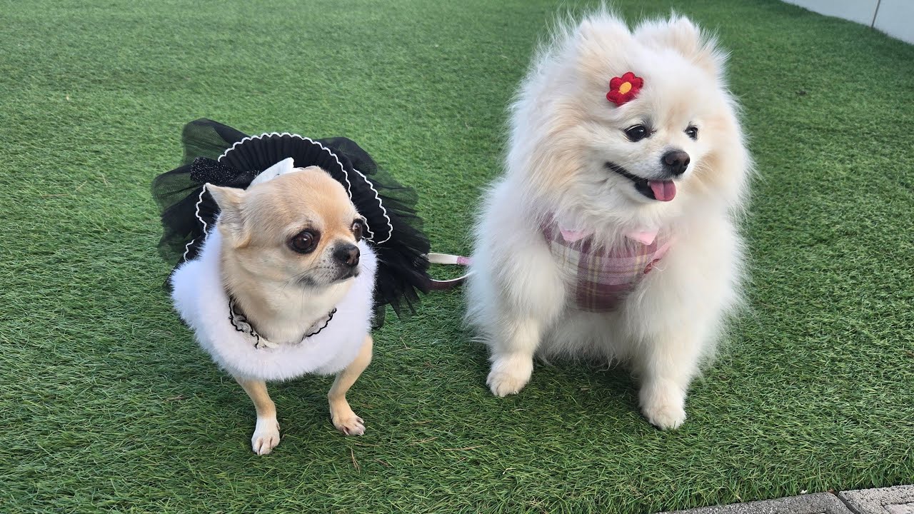 강아지 낮산책 함께 해요💛 #강아지 #cutedog #funny
