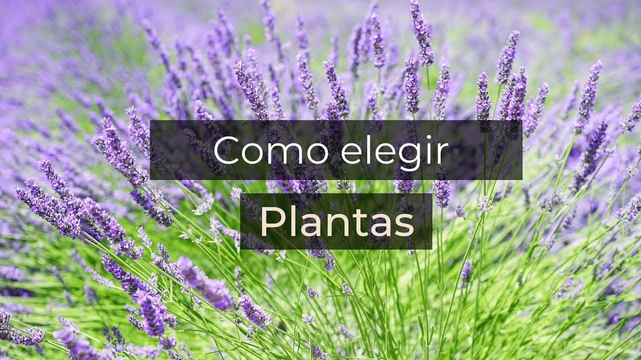 Como Planificar y Diseñar la Plantación de un Jardín.
