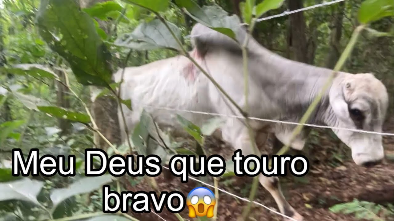 Conseguimos capturar o touro bravo😳 Mas infelizmente o pior aconteceu 😱