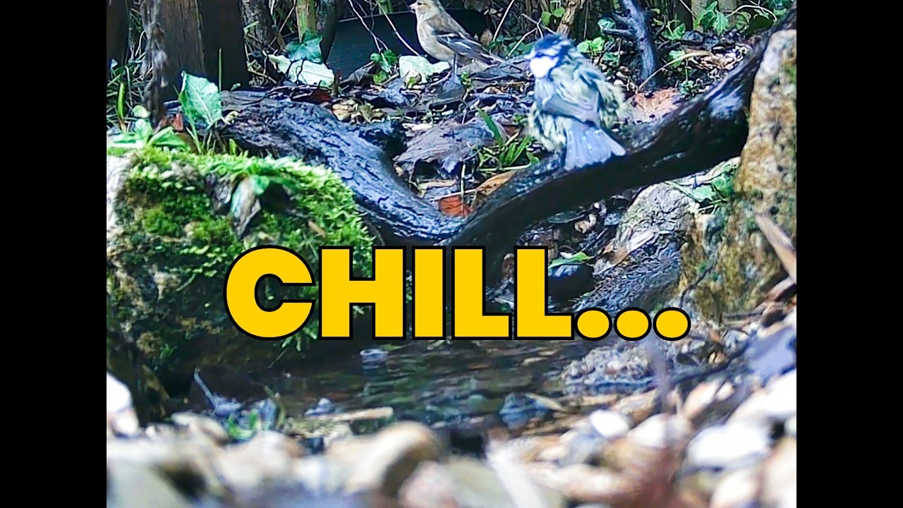 🐦🎦 Bluetit-Hedgesparrow-Blackbird-Greattit-Chaffinch-Wren...latest update from @GardenBirdCamUK 