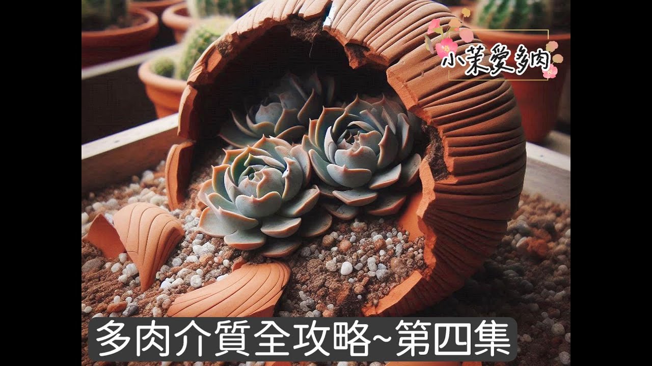 多肉介質全攻略(第四集最終回)/新手必看/多肉配土比例需視情況調整/各科屬盆土需求不同/最簡單的舊盆土回收處理 | 多肉植物 | 小茉愛多肉 |