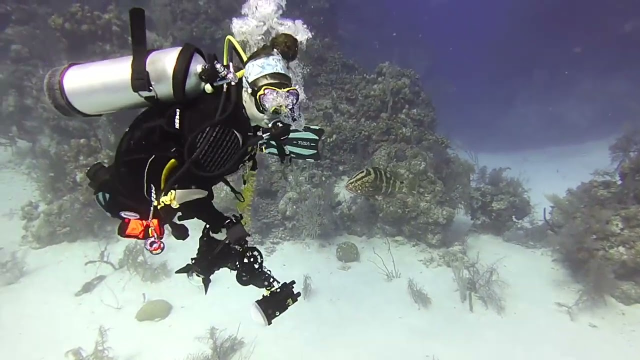 Scuba Diving Belize – Half Moon Caye Wall Dive 1