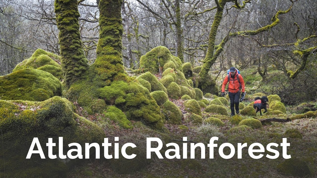 Atlantic Rainforest Incredible Natural Sound | 🎧 Recomended #Nature