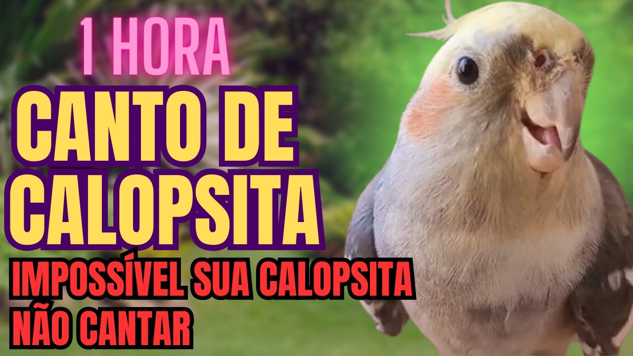 Canto de calopsita 1 hora de canto de calopsita para ensinar sua calopsita cantar calopsita cantando