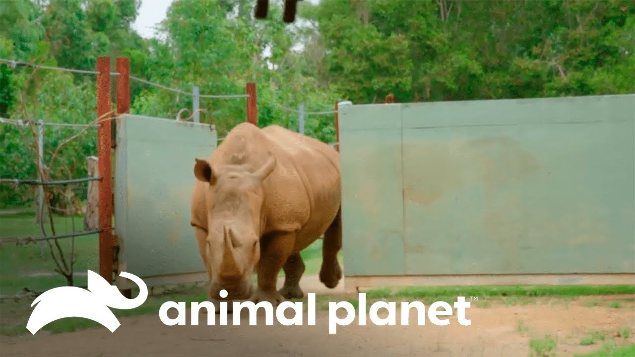 O nascimento de um pequeno rinoceronte branco | A Família Irwin | Animal Planet Brasil