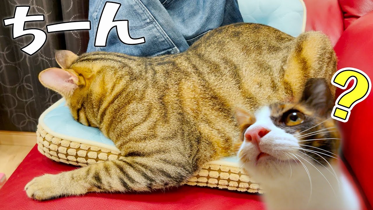 1日中子猫の子守をしていたお父さん猫が力尽きました