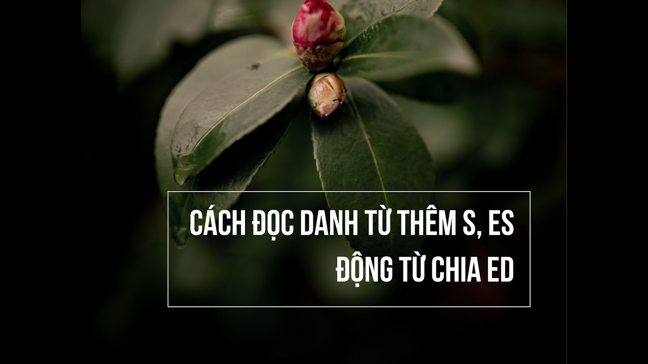 [ PH&Aacute;T &Acirc;M TIẾNG ANH ] - B&agrave;i 2: C&aacute;ch đọc danh từ chia số nhiều th&ecirc;m e, es - động từ chia ed