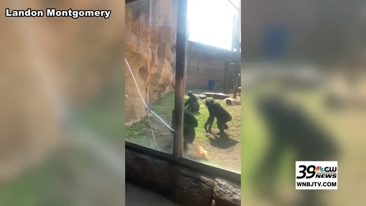CAUGHT ON CAMERA: Bonobo breaks glass at Memphis Zoo
