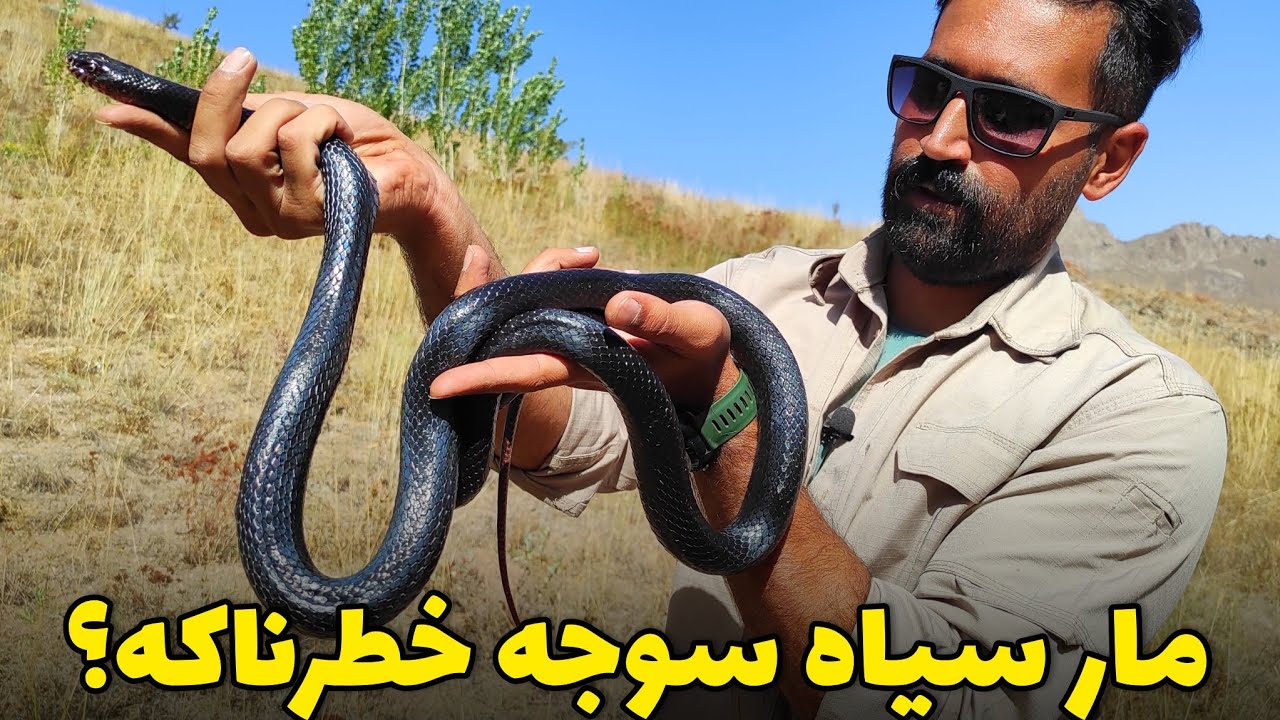 بزرگترین مارهای ایران،مار سیاه سوجه