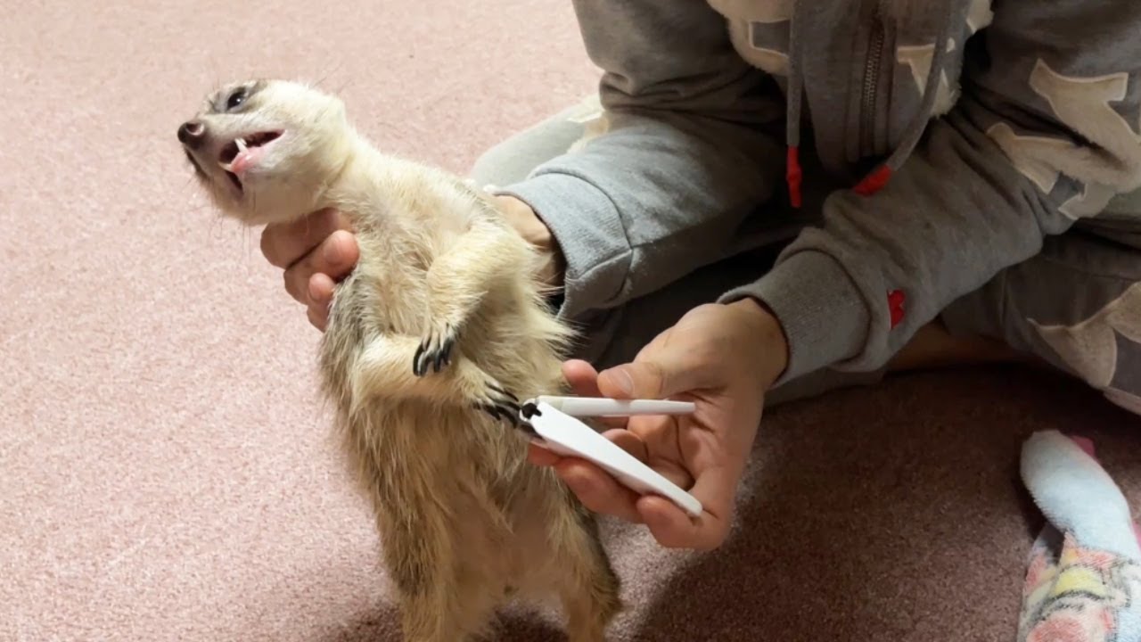 動物達が恐れている、月に１度の嫌なことをしてみた