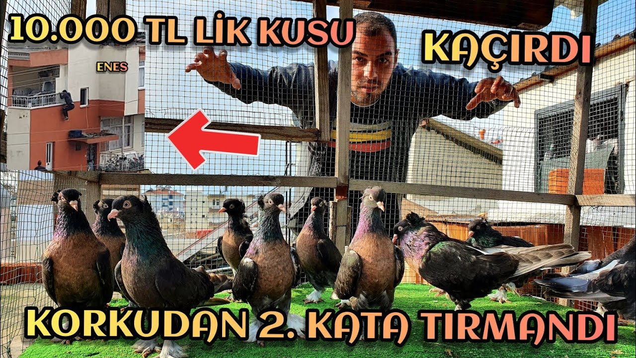 10.000 TL lik Kusu Salmadan Kaçırdık, Enes Kediden Hızlı Davrandı Binanın 2. Kata Tırmandı