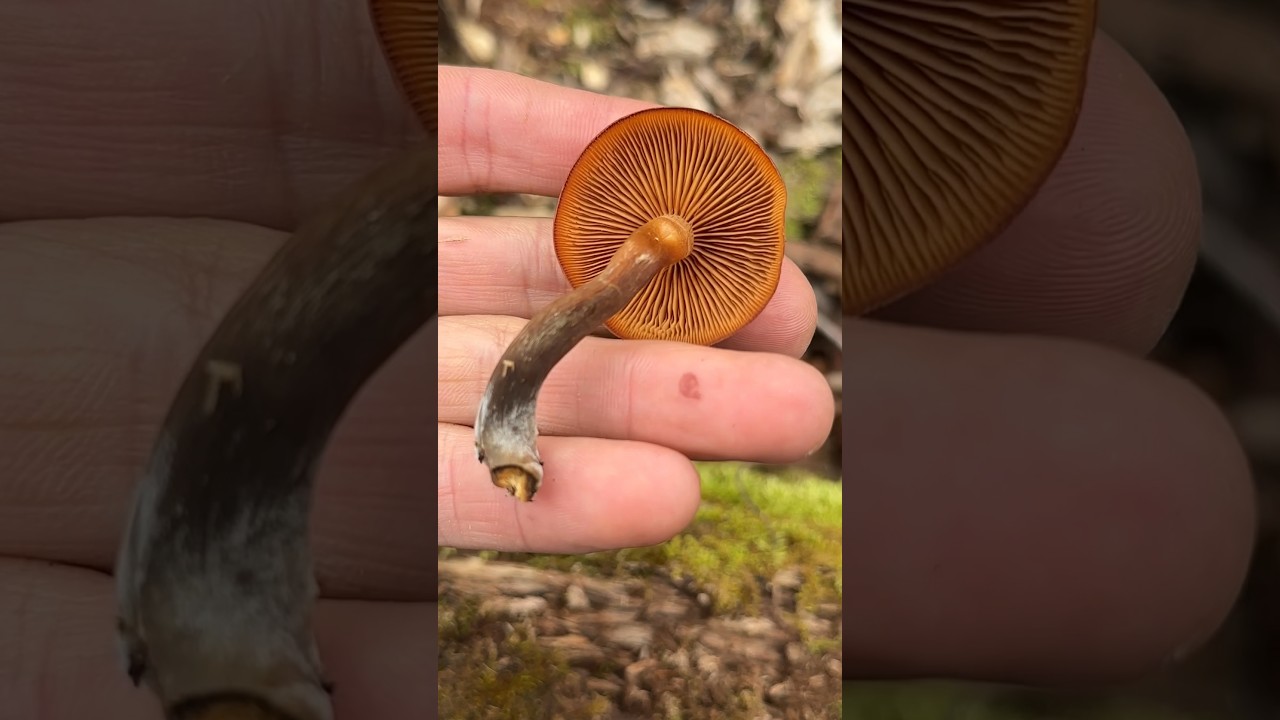 Funeral Bell: A Mushroom Everyone Should Know! ☠️#nature #mushroom #deadly #identity #naturelovers