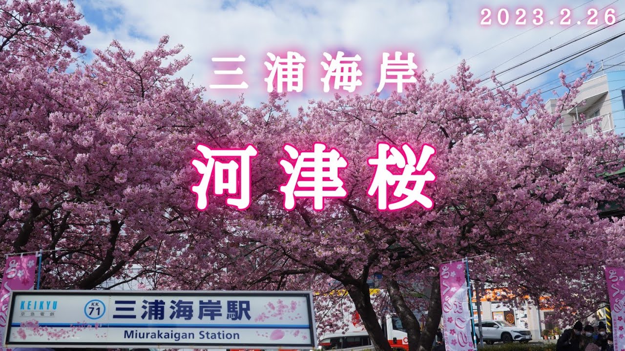 三浦海岸 河津桜 2023