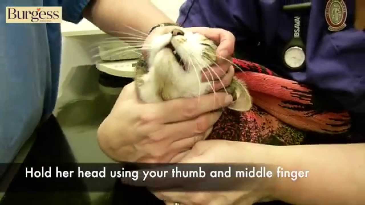 Burgess Pet Care - How to give a tablet to a difficult cat