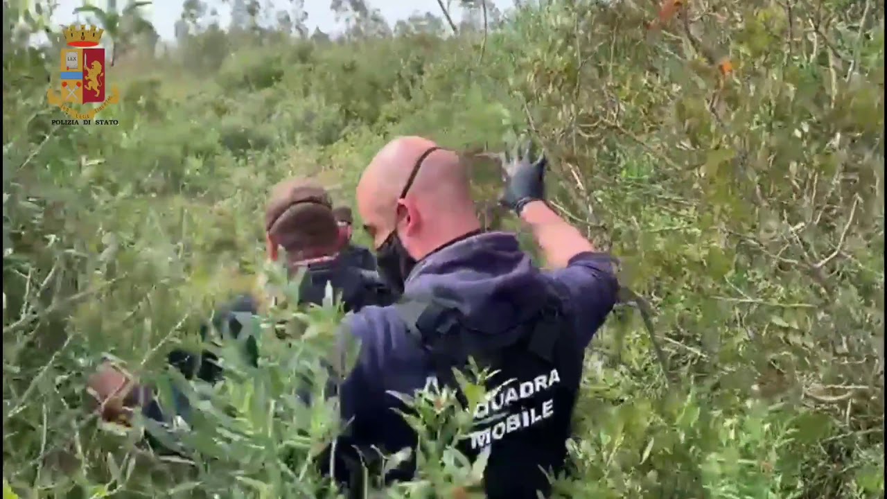 La Polizia di Oristano scova ingenti quantitativi di droga nelle campagne dell'oristanese. Il video