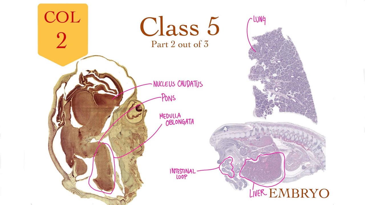 Embryology Col 2 - Class 5 (Second Class of Col 2) - Nadia Aldaher