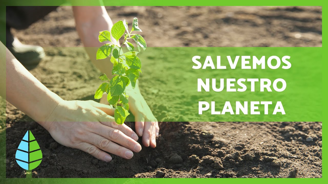 Qué es la REFORESTACIÓN y su IMPORTANCIA 🌲🌳 ¿Cómo podemos ayudar? 🌏