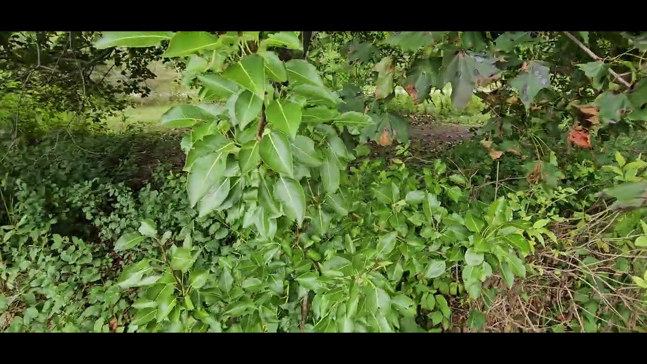 This is just one tiny quarter of my food forest!!