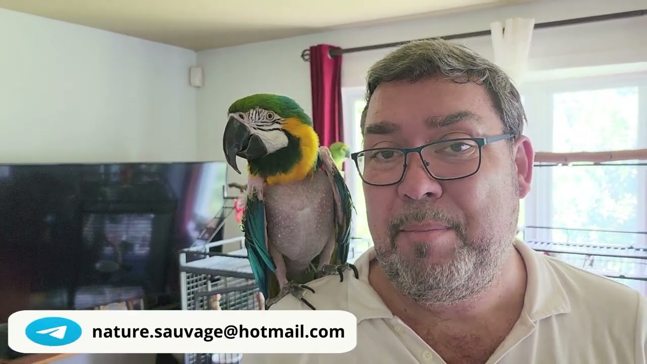 Bienvenue chez Nature Sauvage, Ep 02 Ara Ararauna déplumé