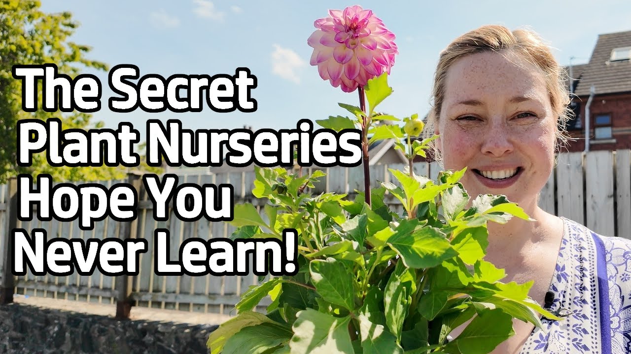 Don't Buy Any Plants Until You See This! How To Get The Best Value Plants, plus Easy Garden Design