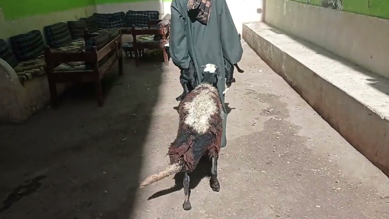 عروض التوؤام البرديسى مع المعلم ارحومه ابو غفير عارضلك نعجه والده وراها دكرين كاسره اربع سنات السعر 