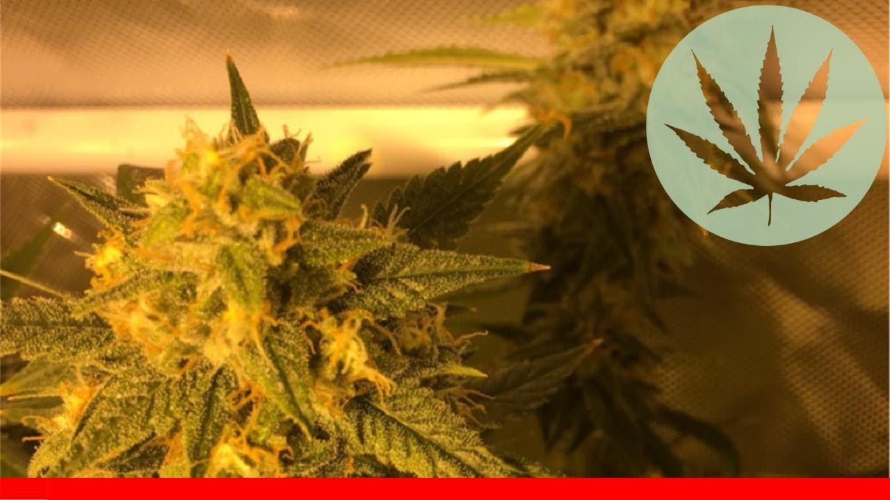 Vanilla Kush - All About This Strain