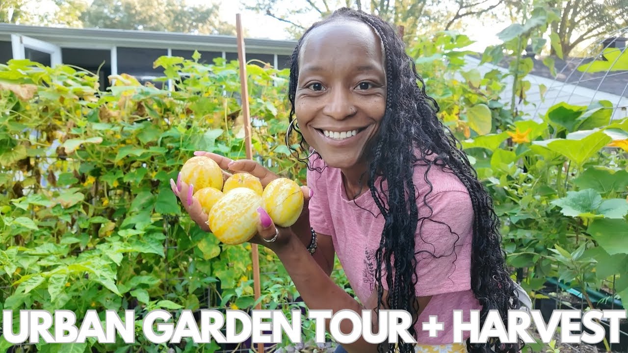 Full Urban Garden Tour & Harvest (Week 13) | Long & Chatty | Virginia, Zone 7B | (New Favorite Bean)