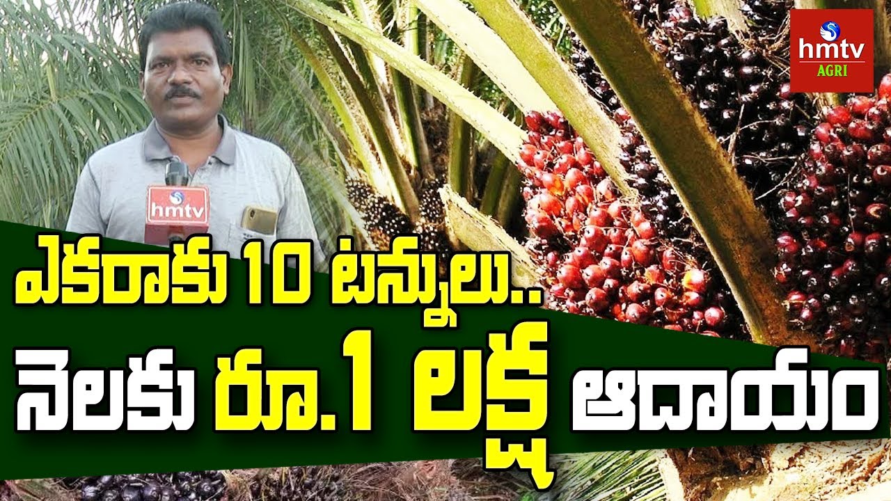 ఎకరాకు 10 టన్నులు..నెలకు రూ.1 లక్ష ఆదాయం : Palm Oil Cultivation | Chittoor Dist | hmtv Agri