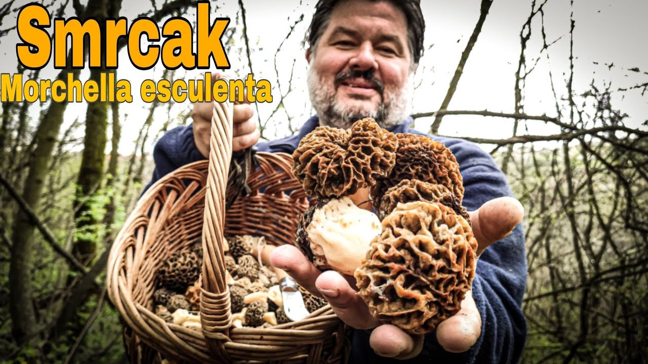 SMRCAK Morchella esculenta / Morel Mushroom / Gljive / Pecurke
