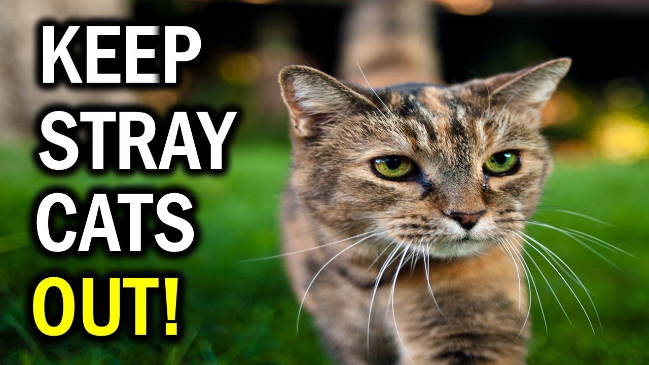 8 Effective Solutions for Stray Cats Invading Your Yard