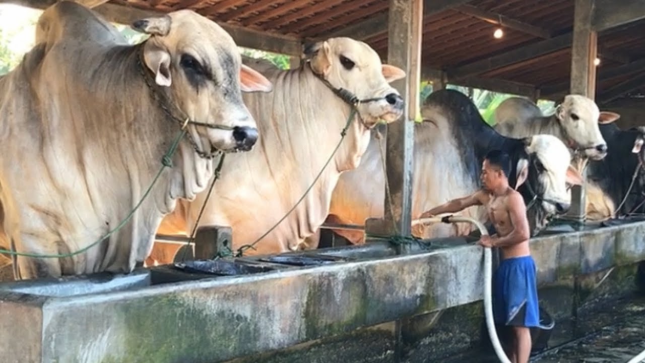 PERAWATAN SAPI QURBAN JUMBO di KANDANG SETIA FARM