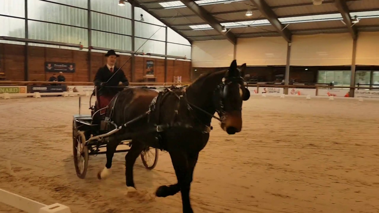 Concours d'attelage des Herbiers (29 Octobre 2017) - Audacieuse des Roches