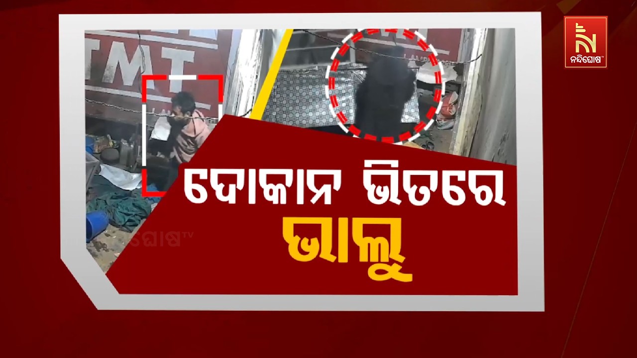 ଦୋକାନ ଭିତରେ ଭାଲୁ