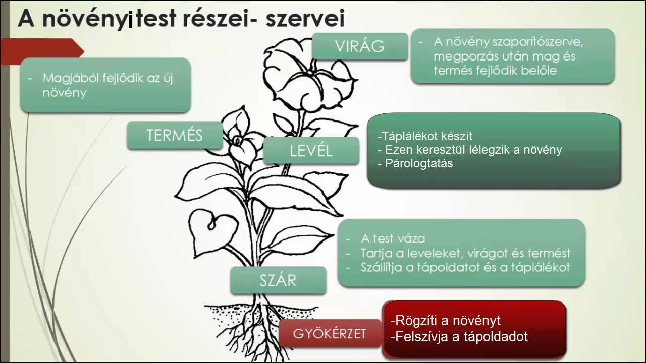 A növényi test felépítése, a szervek működése, a növények életfeltételei.