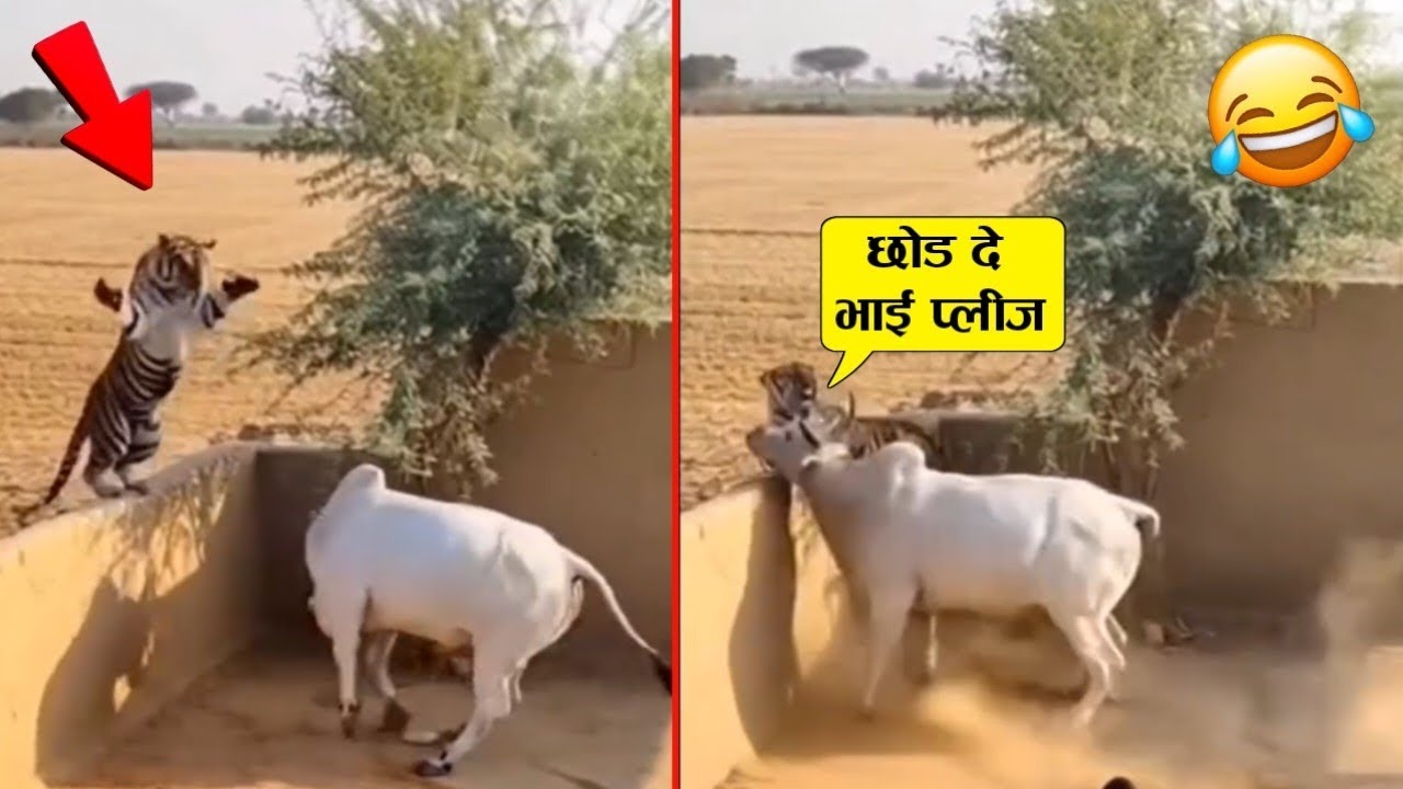 टाईगर ने गाय पर हमला तो कर दिया पर खुद ही गाय का शिकार हो गया😂🤣llWhen animal messed with wrong enemy