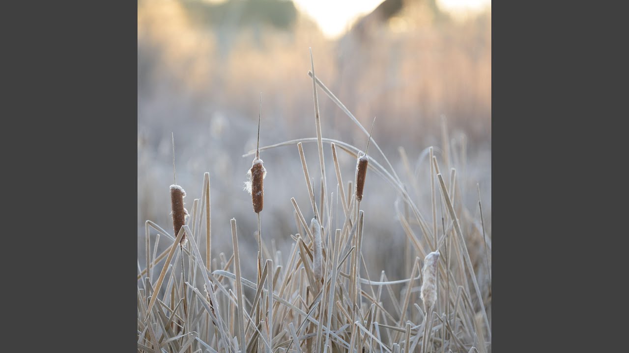 Soothing Ambient Tones With Subtle Nature Ambience For Serenity And Sleep