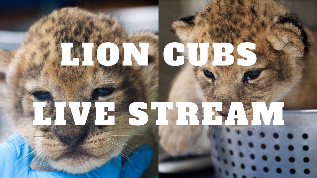 Lion Country Safari Cub Cam Day 1