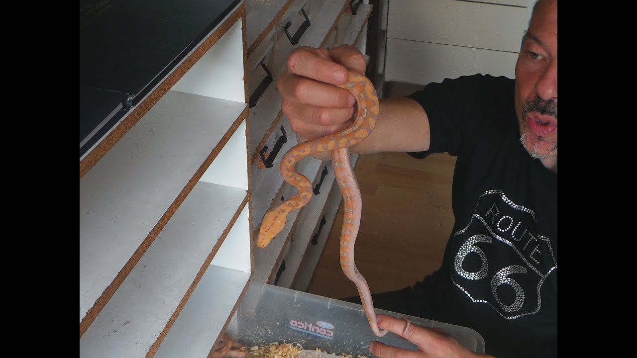 Visite de l'élevage de Richard Dijoux épisode 2