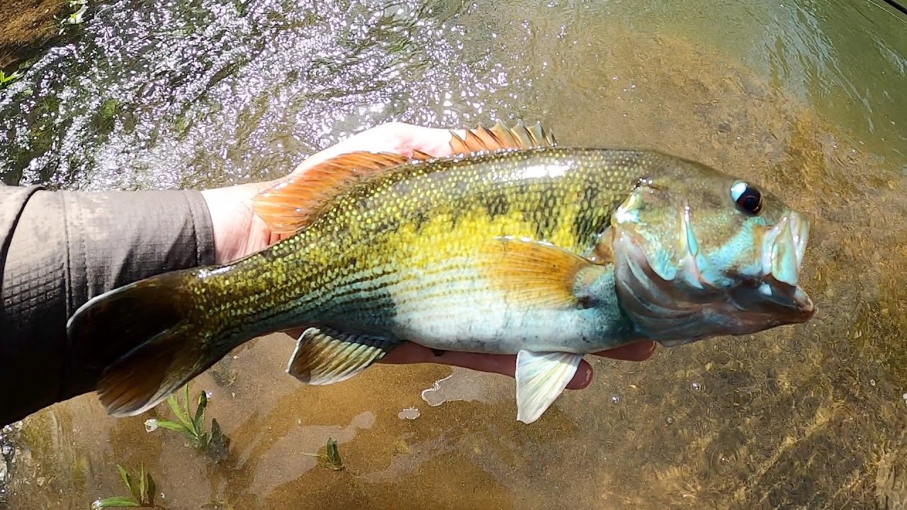 Redeye Bass and Alabama Bass - Late April
