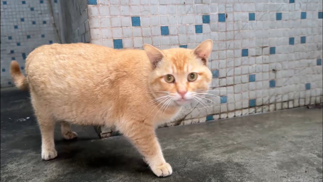 下春雨了，给流浪猫狗咪做了个新窝，既挡雨又保暖