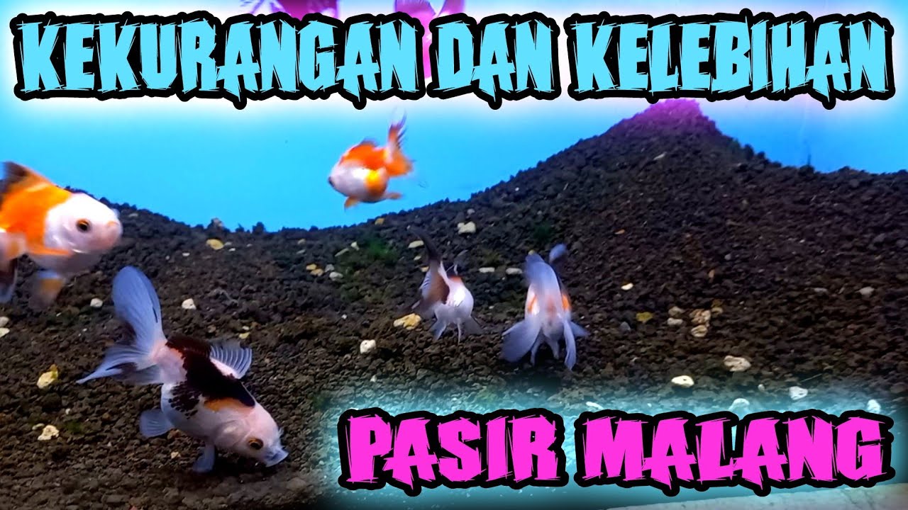 AMANKAH PASIR MALANG UNTUK KOKI ⁉️ SIMAK KELEBIHAN DAN KEKURANGANYA ‼️