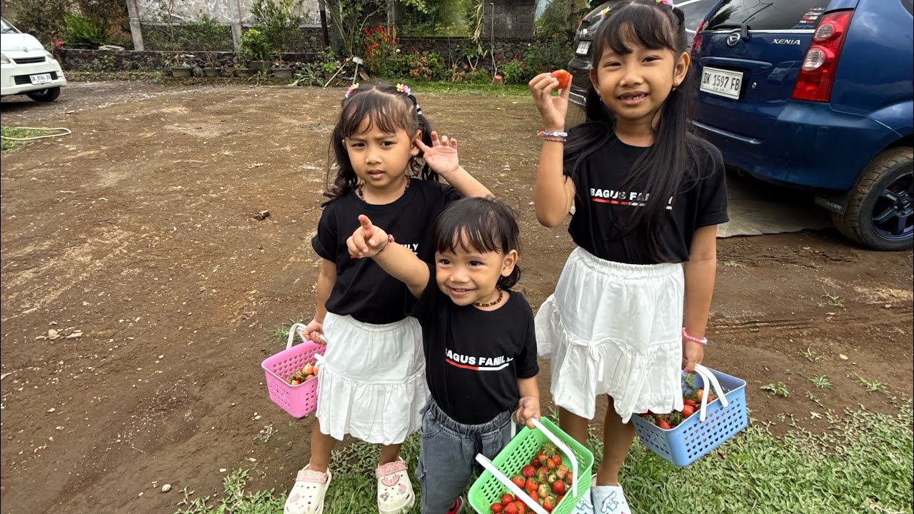 Metik stawberry di kebun nya langsung !!!