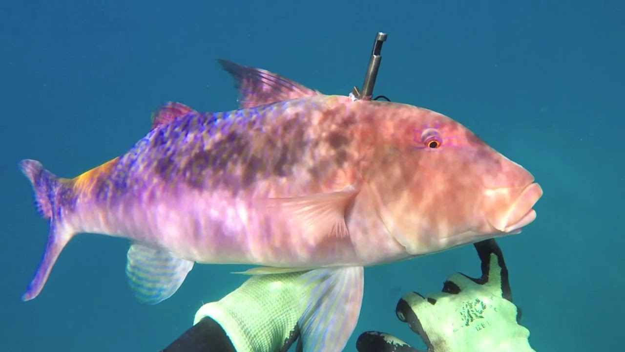 Spearfishing Hawaii 2017