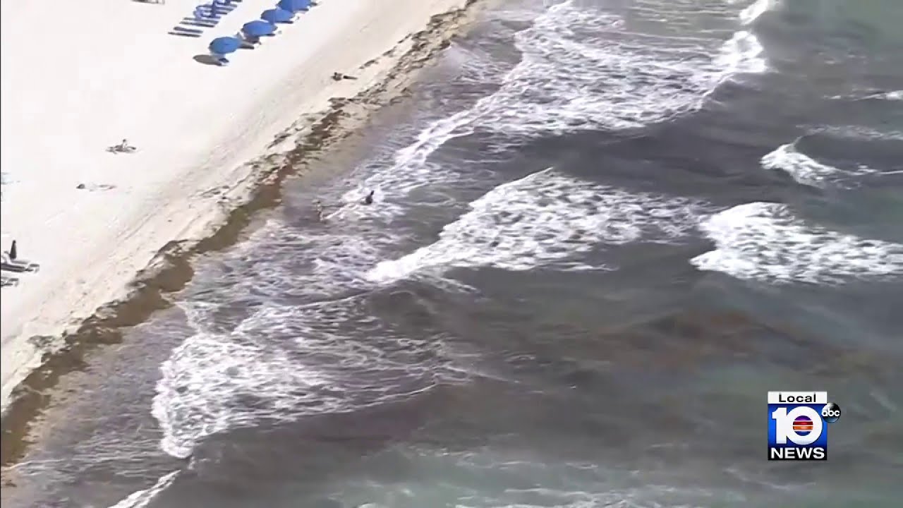 Sargassum spread causing health problems for beachgoers, residents in South Florida