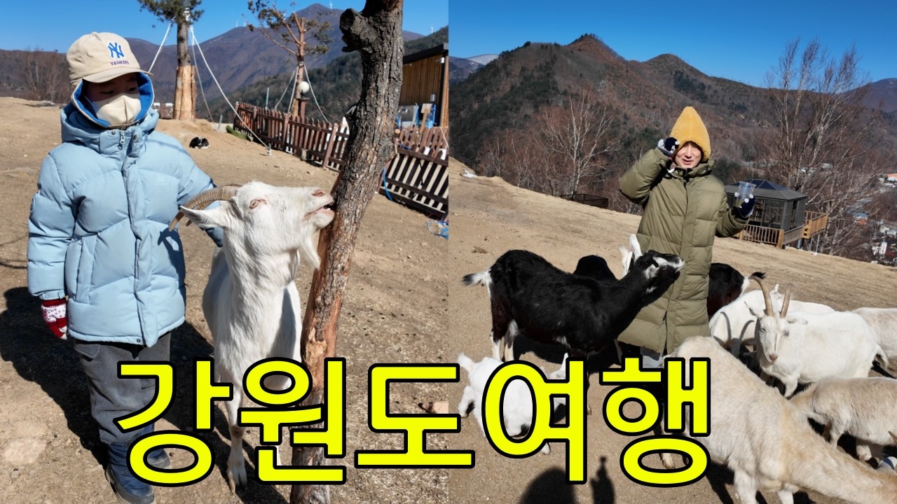 [흥부자브이로그]강원도여행 3일차 몽토랑산양목장