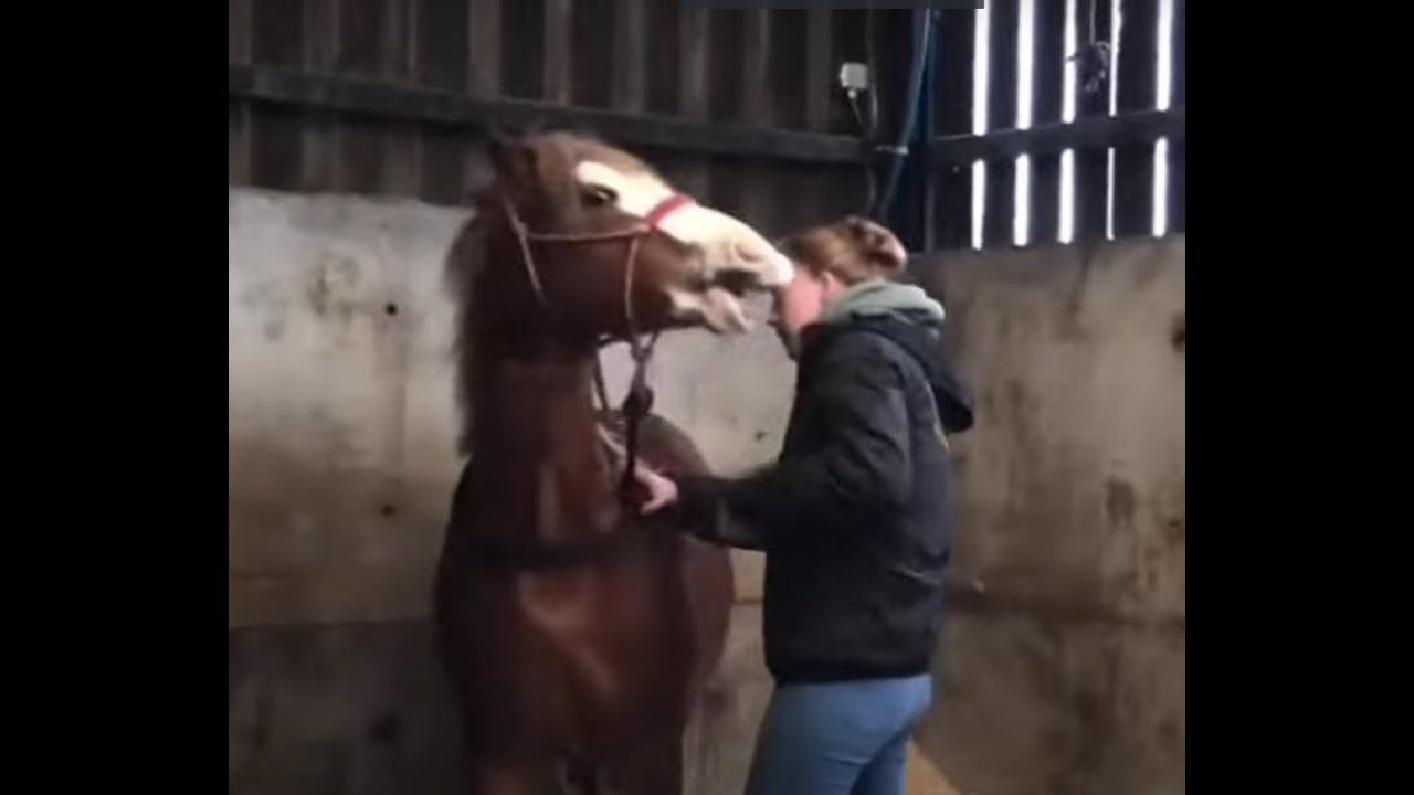 Uncontrollable little stallion bites everybody!